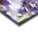  Lavender Feast: Bee on Lavender Flowers Macro Shot Acrylic print
