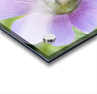  Pollen Collector: Close-Up of Bee on Pink Hibiscus Acrylic print