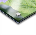 Natures Harmony: Macro Image of Bee on Hibiscus Acrylic print