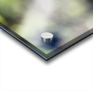  Monarch Majesty: Side View of Closed-Wing Butterfly Acrylic print