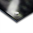 Macro Majesty: Monarch Butterfly and Flowers 2 Acrylic print