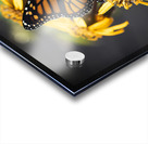 Monarch Unveiled: Open-Winged Butterfly on Flowers Acrylic print