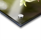 Elegance veneneuse : Lintensite dune belladone en macro avec un fond bokeh Acrylic print