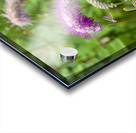 Immersion sauvage : Un champ de Sanguisorba obtusa une mer de beaute naturelle Acrylic print