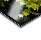 Eclat solaire : Le tournesol en macro une explosion de couleurs Acrylic print