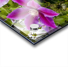 Harmonie delicate : La splendeur des clematites roses en macro dans leur feuillage captivant Acrylic print