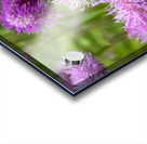 Fleurs eponge: Lelegance saisissante en macro Acrylic print