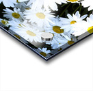 Purete florale : Leclat dun tapis de marguerites blanche Acrylic print
