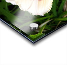 Elegance florale : Lys blanc captivant entoure de feuillus verdoyants Impression Acrylique