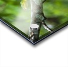 Green tree snake (Dendrelaphis punctulata); Madang Province, Papua New Guinea Acrylic print