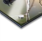 Red-winged Blackbird Acrylic print