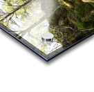 Spring May Morning in a Scottish Highlands Birch Forest Acrylic print