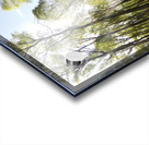 Early May Sun in a Scottish Highlands Birch Forest Acrylic print