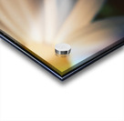 Petal devotion Acrylic print