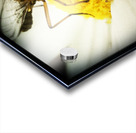 Vegetarian Mosquito Acrylic print