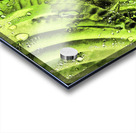 Rainy Hosta Leaves in Intelligent Art Nature Photography Acrylic print