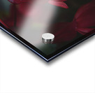 Foggy Geraniums Acrylic print