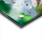 Pixie Cup Acrylic print