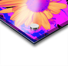 Daisy Dreaming Acrylic print