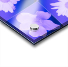  Japanese Anemones with Daises on a Purple Background Acrylic print