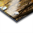 Autumnal Forest Walk in the Scottish Highlands Acrylic print