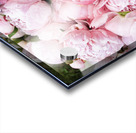 Peony Lovers Dream Acrylic print