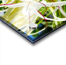 SPYDAHLiLLi Acrylic print