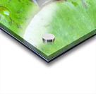 DAD S POND Acrylic print