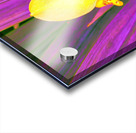 COLORFUL ORCHiD Acrylic print