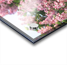 Pink Profusion of Lilacs Acrylic print