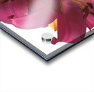 Ruby Lily Flowers Acrylic print