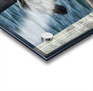 Great Blue Heron ~ on Anna Maria Island dock Acrylic print