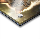 Cats Curious Exploration Environment Acrylic print