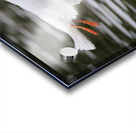 Bonapartes Gull Acrylic print