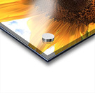 IMG 3967 Acrylic print