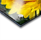 F17B6D9A 86D4 49AB 80E9 987CD2F52091 Acrylic print