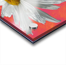  Daisy Flower Close Up on Vibrant Acrylic print