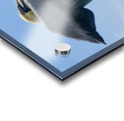 Pelican ~ resting on pylon Anna Maria Island Acrylic print