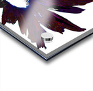 Dark Burgundy  Distressed  Daisy Flower on a White Background Acrylic print