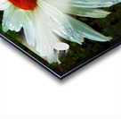  Colour Pop Daisy Flower Acrylic print