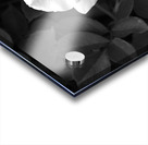 Elegant White Rose in Monochrome Acrylic print