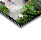 Bear Clawing Salmon Acrylic print