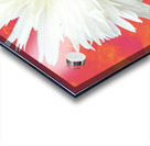 Double White Daisy Flower on a Vibrant Heatwave Abstract Background Acrylic print