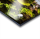 E877E1C9 1142 4946 9696 C7A43DF3C08E Acrylic print