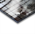 ChicagoSt Acrylic print