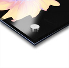 Silver and Pink Sunflower on a Black Background Acrylic print