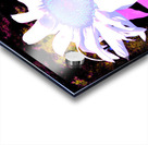 Pink Sunflower on  Dark  Abstract Background Acrylic print