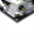 Monet Dogwood 2 studio Acrylic print