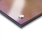 Liolaemus nigromaculatus Acrylic print