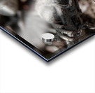 Female maculatus Acrylic print